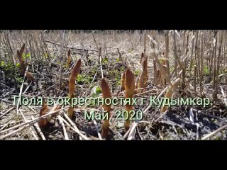 Традиционное блюдо коми-пермяков,Моторин Я.