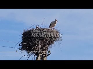 Символ новой жизни в Запорожской области  к нам прилетел аист