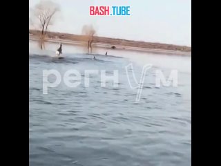 🇷🇺 Косули спасаются от потопа в Оренбургской области