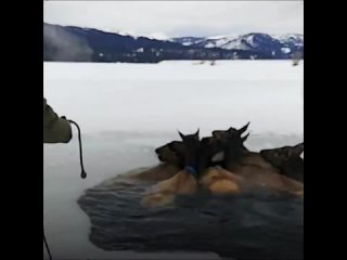 Целая семья оленей провалилась под лёд. Невероятное спасение животных из ледяной ловушки.
