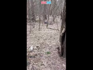 🇷🇺🔞 В Подмосковье местные жители наткнулись на тело мужчины в лесу