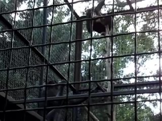 Шимпанзе в ялтинском зоопарке Сказка