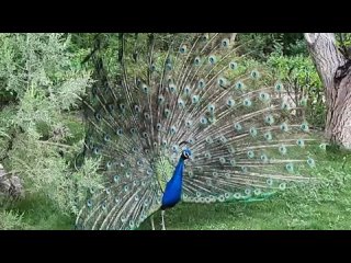 Важные индюки и танец павлина! Important turkeys and peacock dance