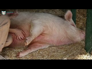 Свинка Булочка кайфует от массажа
