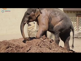 🐘 В жару Филимон из Казанского зоопарка принимает грязевые ванны (видео)
