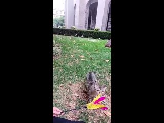 Estamos en los jardines del Palacio Nacional y aqu viven 19 gatitos que han sido llamados activos fijos vivos de la nacin