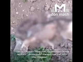 Общественники нашли десятки мёртвых собак рядом с центром содержания животных под Таганрогом.