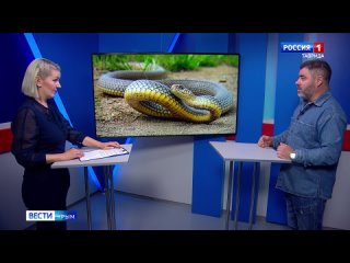 Ядовитый укус каких змей стоит опасаться гостям и жителям Крыма