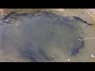Video by Деревенька Лесная||Рыбалка в Хотьково