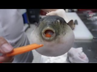 Рыба Фугу ест морковь/Pufferfish eats carrot MEME