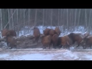 Стадо кабанов в Харовском районе