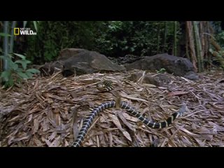 Королевская кобра / King Cobra / 1997