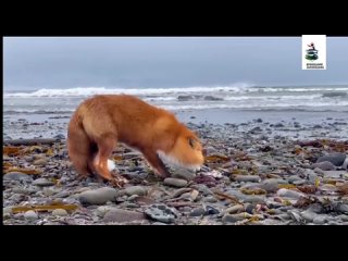 ЛИСЬЯ ТРАПЕЗА🦊🦀