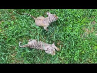 Полюбуемся на тигрят из Ростовского зоопарка 🐯  Они родились у тигров Устина и Услады ещё в апреле, но показали их... (видео)