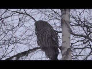 Встреча с БОРОДАТОЙ НЕЯСЫТЬЮ вечером  в деревне Ладвозеро.