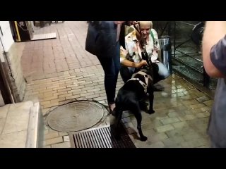 Dog Training
 Жил Был Кинолог 🐕 Зоопсихолог  🐕 Моя Жизнь Кино 🎬 Документальный Многосерийный Фильм 🎬 Музей Псов