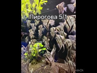 Video by ЗООЛАВКА Зоомагазин в Ставрополе