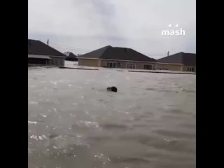 Спасение рядового Котика посреди потопа в Оренбурге.