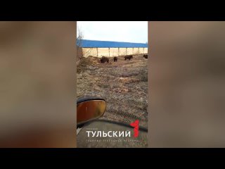 В Ясногорском районе заметили стадо кабанов