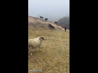 Специальное беговое упражнение с бараном 😁