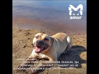 В Комсомольске-на-Амуре волонтёры два раза спасли собаку от хозяев-живодёров