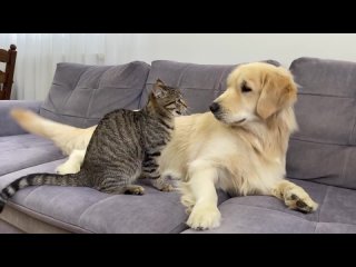 Золотистый ретривер пытается подружиться с котом