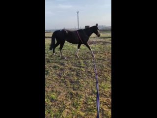 Видео от Прогулки и занятия на лошадях в Самаре