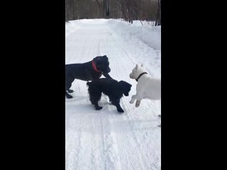 Видео от Аргентинский дог