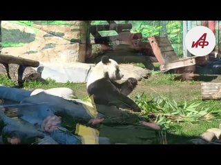 Панда Катюша проспала первую прогулку в зоопарке.mp4