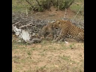 Леопард добивает орла, которого собиралась съесть черная мамба