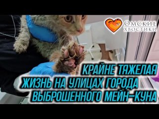 Крайне тяжелая жизнь на улицах города выброшенного мейн-куна | Мартис