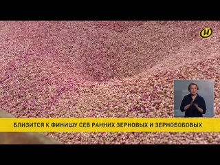 Сев ранних зерновых и зернобобовых культур в Беларуси близится к финишу