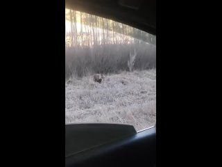 Возле Сибая медведь активно позирует всем путешественникам