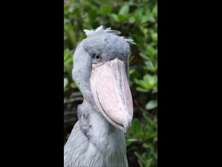 Китоглав самая удивительная птица семейства Журавлиных! О Китоглаве спрашивали в сообщесте ВК Петергоф