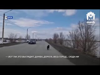 🙌Волонтёры из Донецка спасают животных в затопленном Орске