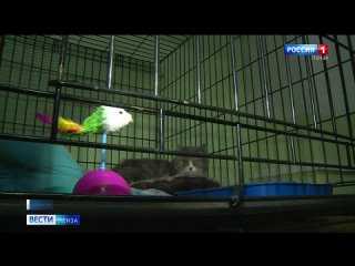 Пензенские ветеринары в Новотроицке помогли около 300 животным, пострадавшим от подтопления