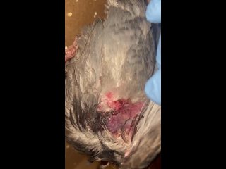 Видео от Чижик-Пыжик: ветеринарная клиника, лечение птиц