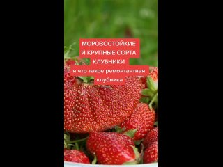 ogorodbezhlopot - а какои сорт твои любимыи #клубникабомба #клубникабомбачестноговоря #удобрениеклубники #клубникауход #клубн