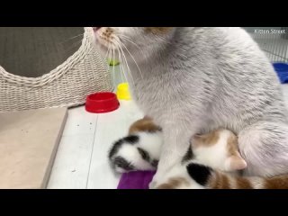 Приемный котенок просит маму кошку покормить его