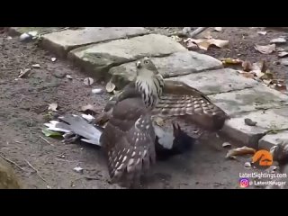 Ястреб пытается убить птицу-кукушку