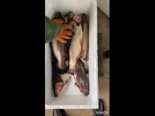 Видео от Рыба на дом