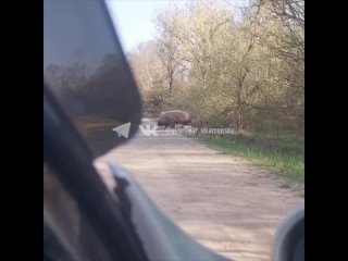 Семейка из под Каменска-Шахтинского