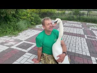УДИВИТЕЛЬНАЯ ЛЮБОВЬ белой лебедушки