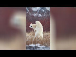 Схватка полярных  милые животные