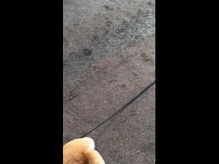 Видео от  Дрессировка собак в Санкт-Петербурге