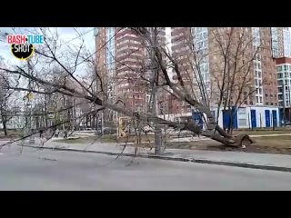 🇷🇺 Ураганный ветер бушует в Москве: повалил несколько деревьев, перевернул палатки