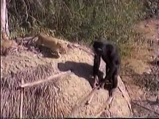 Daktari - S01E04 Adventure of the Lion Cubs 1966