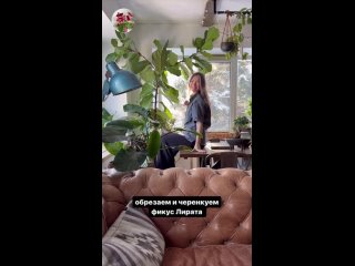 Video by Комнатные цветы и растения