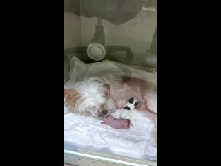 Видео от Клиника ветеринарной медицины в Костроме