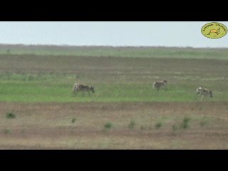 Видео от ГБУ Астраханской области “Заказник “Степной“ “